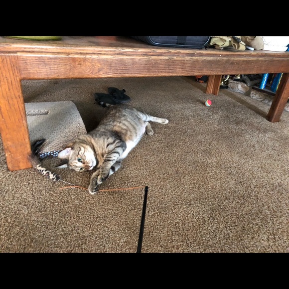 Cat Friendly Home - Picture 3 of 5